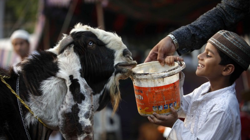 Qurbani: some important rules | Sailan Muslim - The Online Resource for Sri  Lanka Muslims